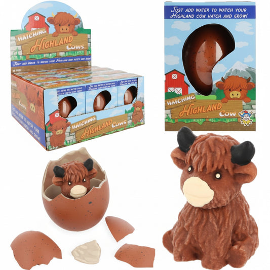 Hatching highland cow growing egg